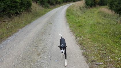 Mischlingshündin Hund Hündin Bordercolliemix