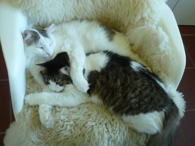 Superliebe, griechische Katzen ( Katze + Kater ca. 1-2 Jahre )
