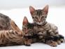 Erstklassige Bengal Kitten mit Stammbaum