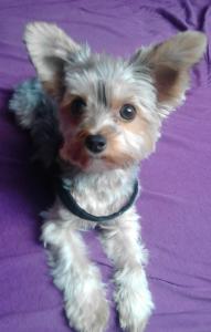 meine Name ist Leila und ich bin ein Biewer Yorkshire Terrier