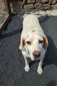 Blanca, liebenswerte Pointer-Hündin