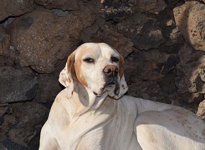 Blanca, liebenswerte Pointer-Hündin