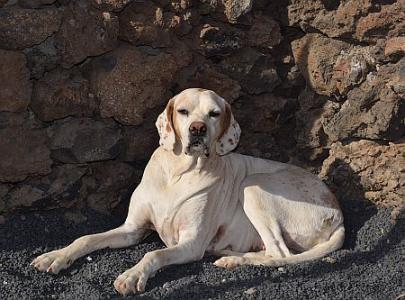 Blanca, liebenswerte Pointer-Hündin