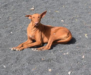 Jeronimo, wunderschöner Podenco