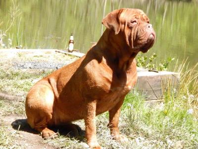 Reinrassige Bordeaux Dogge Welpen