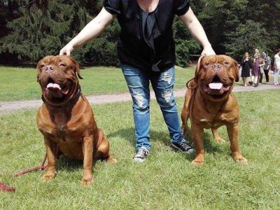 Reinrassige Bordeaux Dogge Welpen