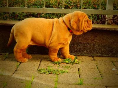 Reinrassige Bordeaux Dogge Welpen