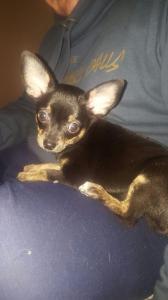 Chihuahua  Prinzessin