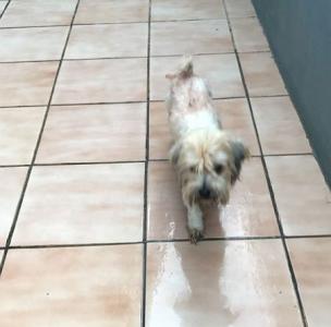 Lucky, junger Terrier-Mix (evtl. Dandie Dinmont-Mix)