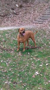 Doberman Rottweiler Bordeaux Dogge