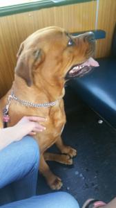 Doberman Rottweiler Bordeaux Dogge