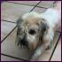 Lucky, junger Terrier-Mix (evtl. Dandie Dinmont-Mix)