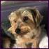 Teddy, liebenswerter Yorkshire-Terrier-Mix