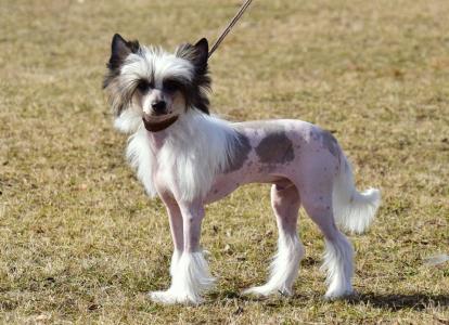 Chinese Crested Dog Baltasar sucht liebevolles Zuhause