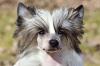 Chinese Crested Dog Baltasar sucht liebevolles Zuhause