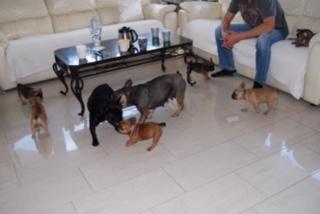 Französische Bulldoggen suchen Sofaplatz auf Lebenszeit