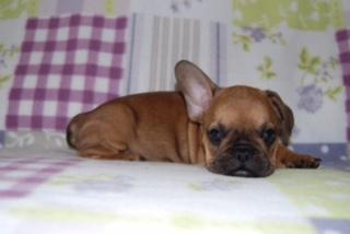 Französische Bulldoggen suchen Sofaplatz auf Lebenszeit