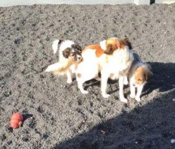 Shiva, junge, ängstliche Foxterrier-Mix-Hündin