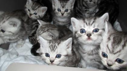 Reinrassige Britisch Kurzhaar Katzenbabys in black silver tabby classic Babykatzen vom Züchter