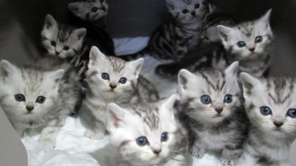Reinrassige Britisch Kurzhaar Katzenbabys in black silver tabby classic Babykatzen vom Züchter