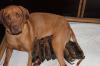 Rhodesian Ridgeback Welpen mit VDH/FCI Papieren im Norden