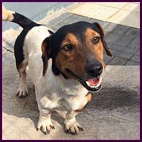 Matteo, fröhlicher, kleiner Jack Russel