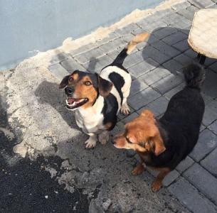 Matteo, fröhlicher, kleiner Jack Russel