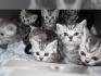 BKH Kater Kitten Katzenbabys Babykatzen in black silver tabby classic vom Züchter