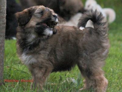 Glücksbringer Tibet Terrier Welpen,  Abgabebereit♥