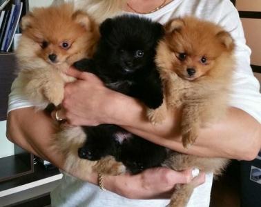 Zwergspitz/ Pomeranian mini Welpen Teddy Hund