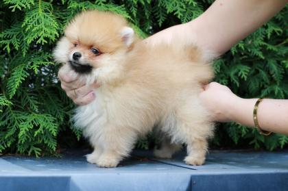 Zwergspitz/ Pomeranian mini Welpen Teddy Hund