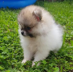 Zwergspitz/ Pomeranian mini Welpen Teddy Hund