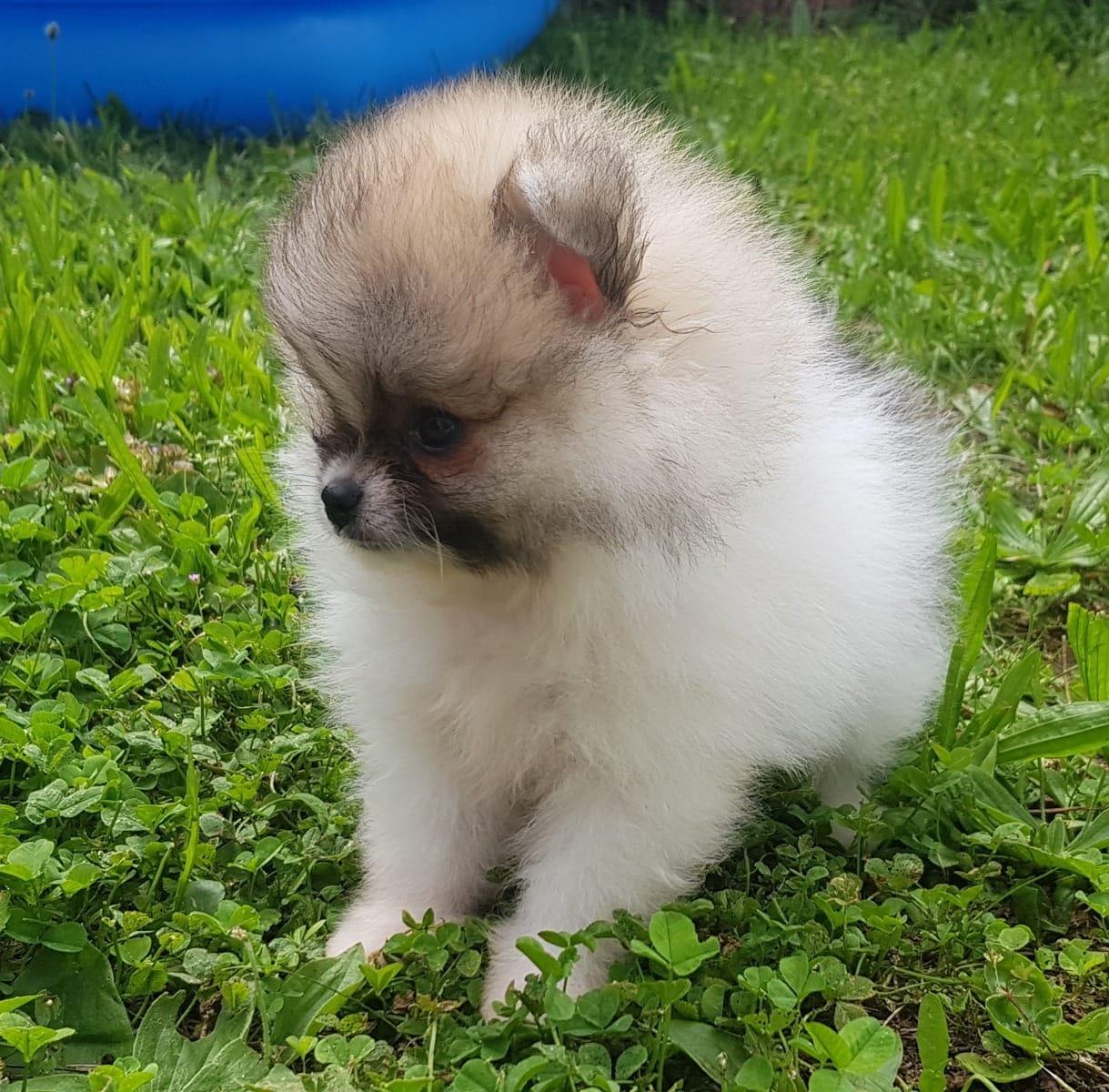 Pomeranian Welpen Teddy - Tiermarkt.net