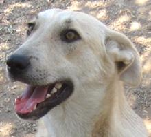 Amaris