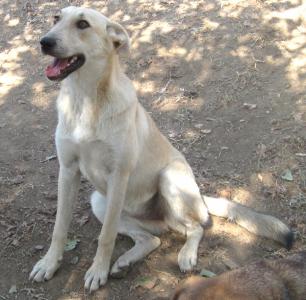 Amaris