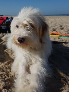 Rocco - Pflegestelle gefunden- Vorgemerkt