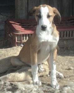 Marcos