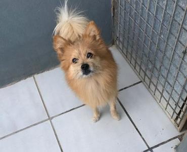 Toby, Pomeranian-Mix
