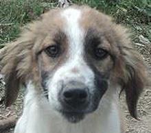 Moritz