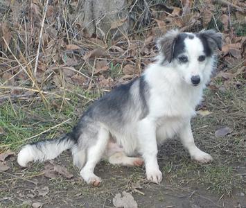 Piko - PS gefunden /Reserviert