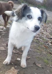 Piko - PS gefunden /Reserviert