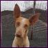 Felipe, sportlicher Podenco