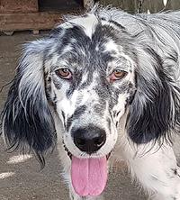 Love - English Setter / Reserviert