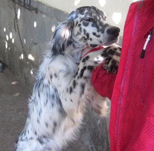 Love - English Setter / Reserviert