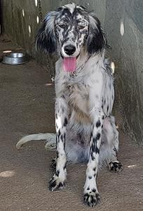 Love - English Setter / Reserviert