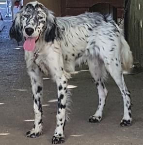 Love - English Setter / Reserviert