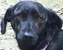 Molly - Pflegestelle gefunden