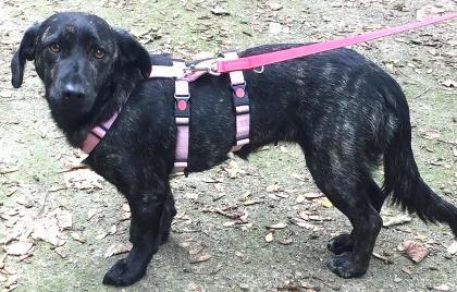 Molly - Pflegestelle gefunden