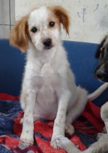 Pinja