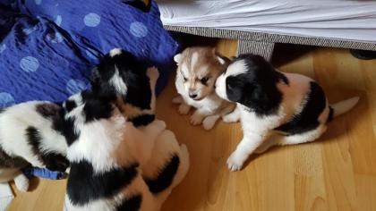 Samojede Mix Welpen Update: Noch  2 Mädchen sind da